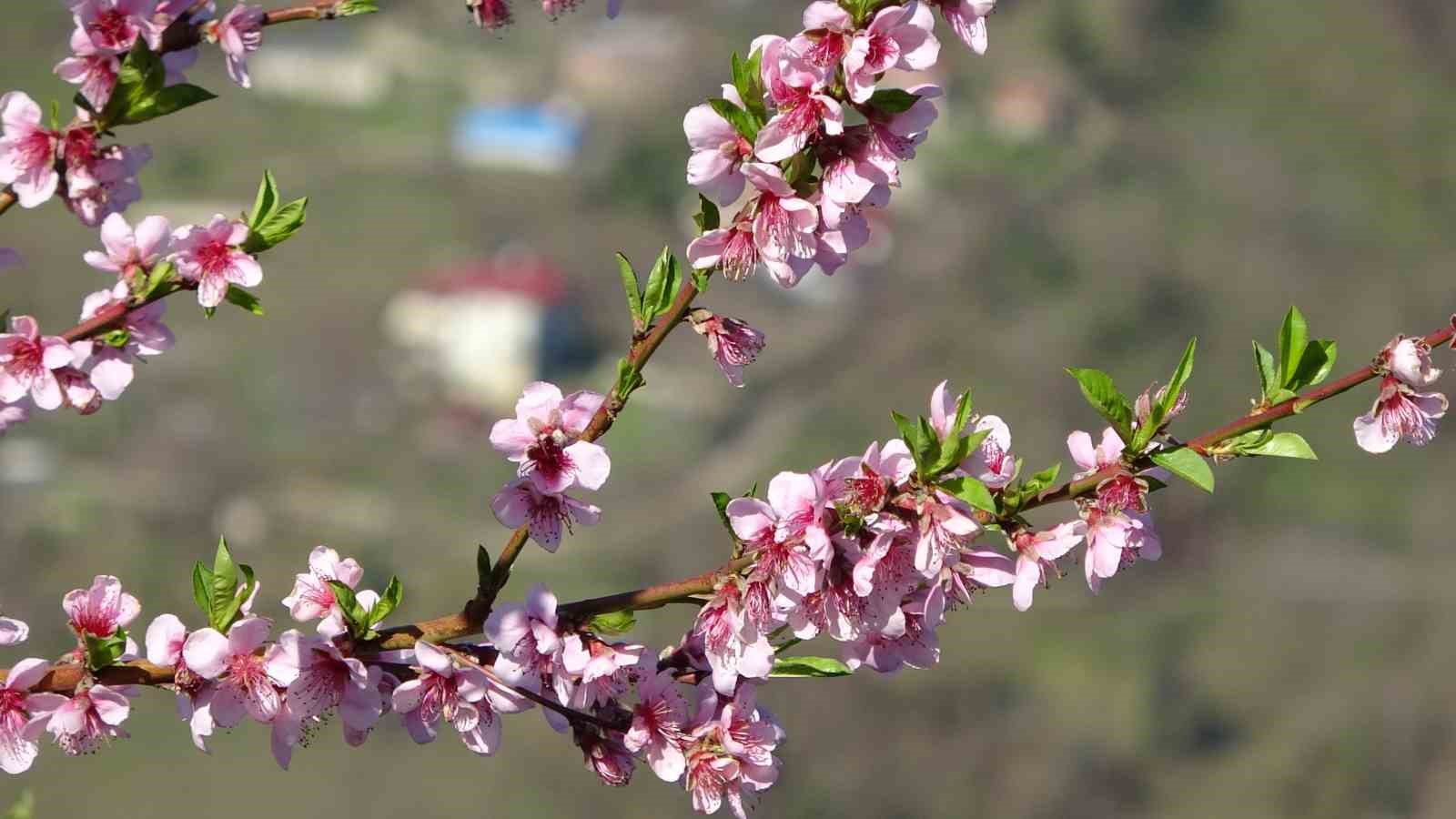 orduda yalanci bahar meyve agaclari kisin cicek acti 6 jHIM1Vpp