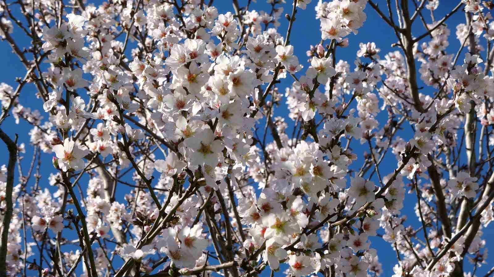 orduda yalanci bahar meyve agaclari kisin cicek acti 8 EbVe4FK9