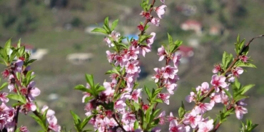 orduda-yalanci-bahar-meyve-agaclari-kisin-cicek-acti-TFu1Eys2.jpg