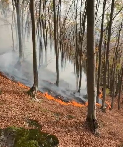 ordudaki ormanlik alandaki yangin kontrol altina alindi 5 r1KQDupa