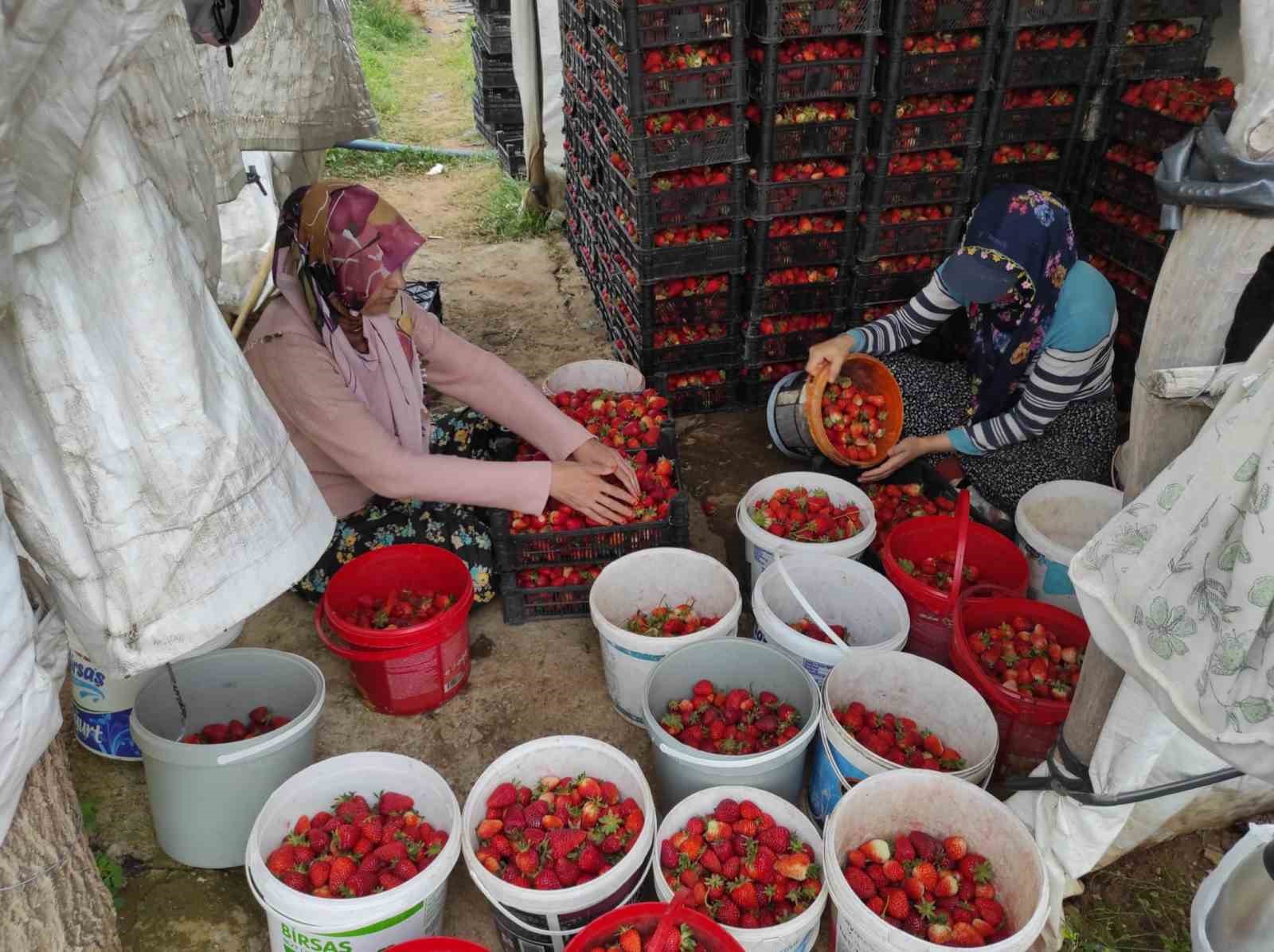 organik cilek ureticileri pazar icin destek bekliyor 2 KkfaKhD9