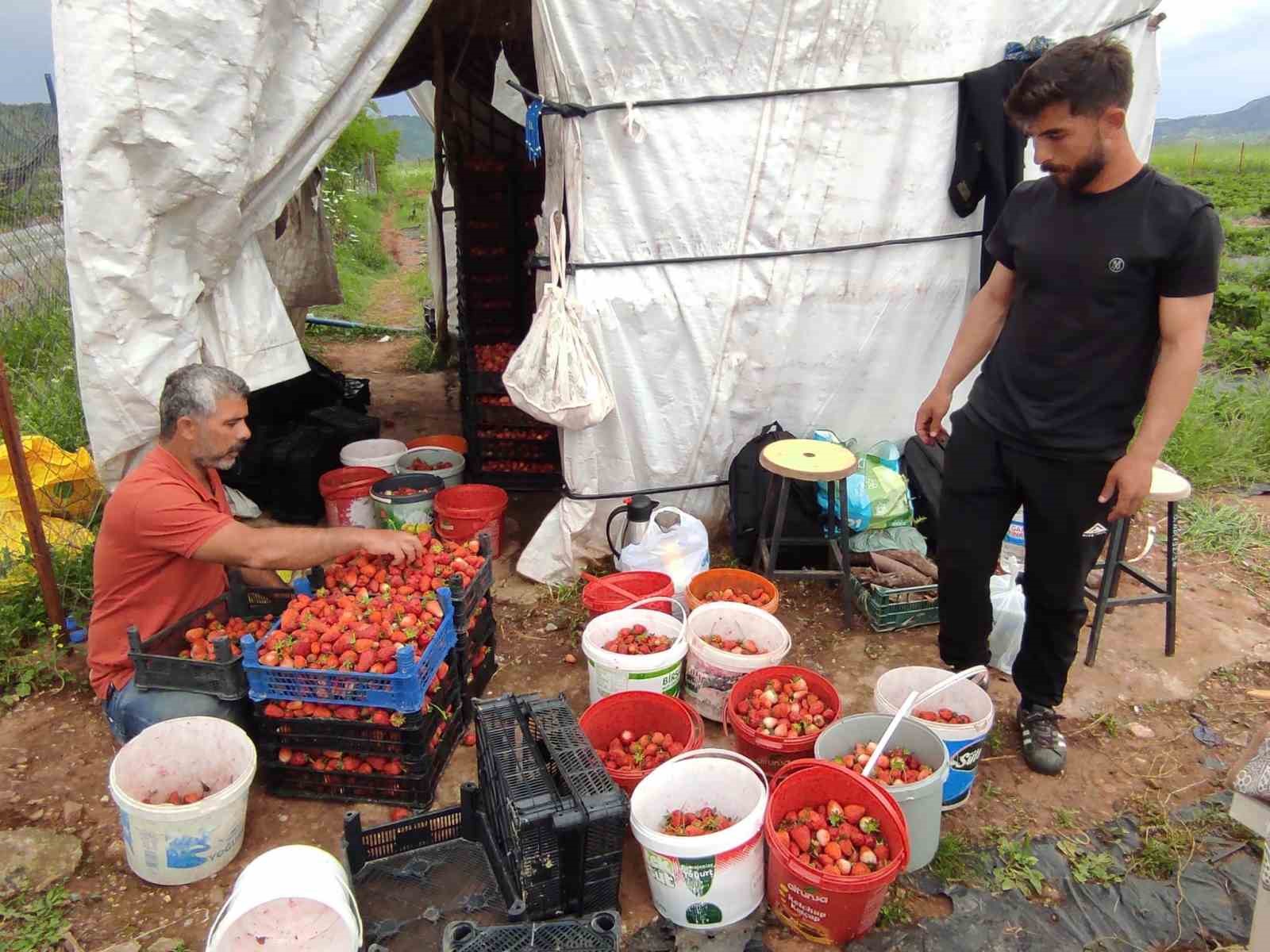 organik cilek ureticileri pazar icin destek bekliyor 3 8p74ifVp