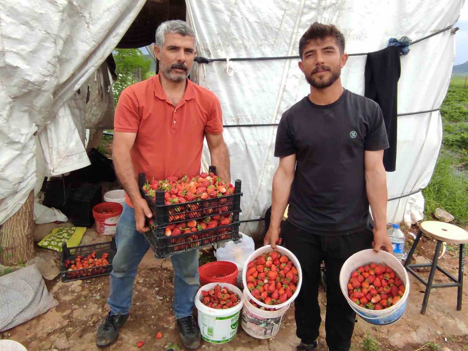 organik cilek ureticileri pazar icin destek bekliyor 5 DiL7DWsF
