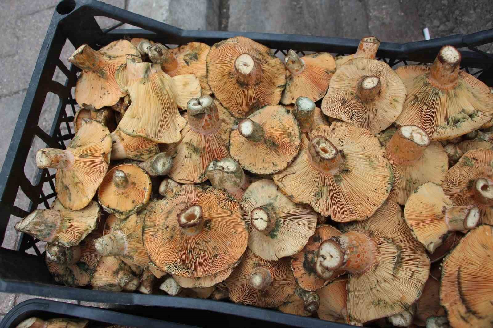 ormanda saganak yagmur altinda kendiliginden yetisiyor kilogrami 350 tlden satiliyor 1 g1k4gQKM