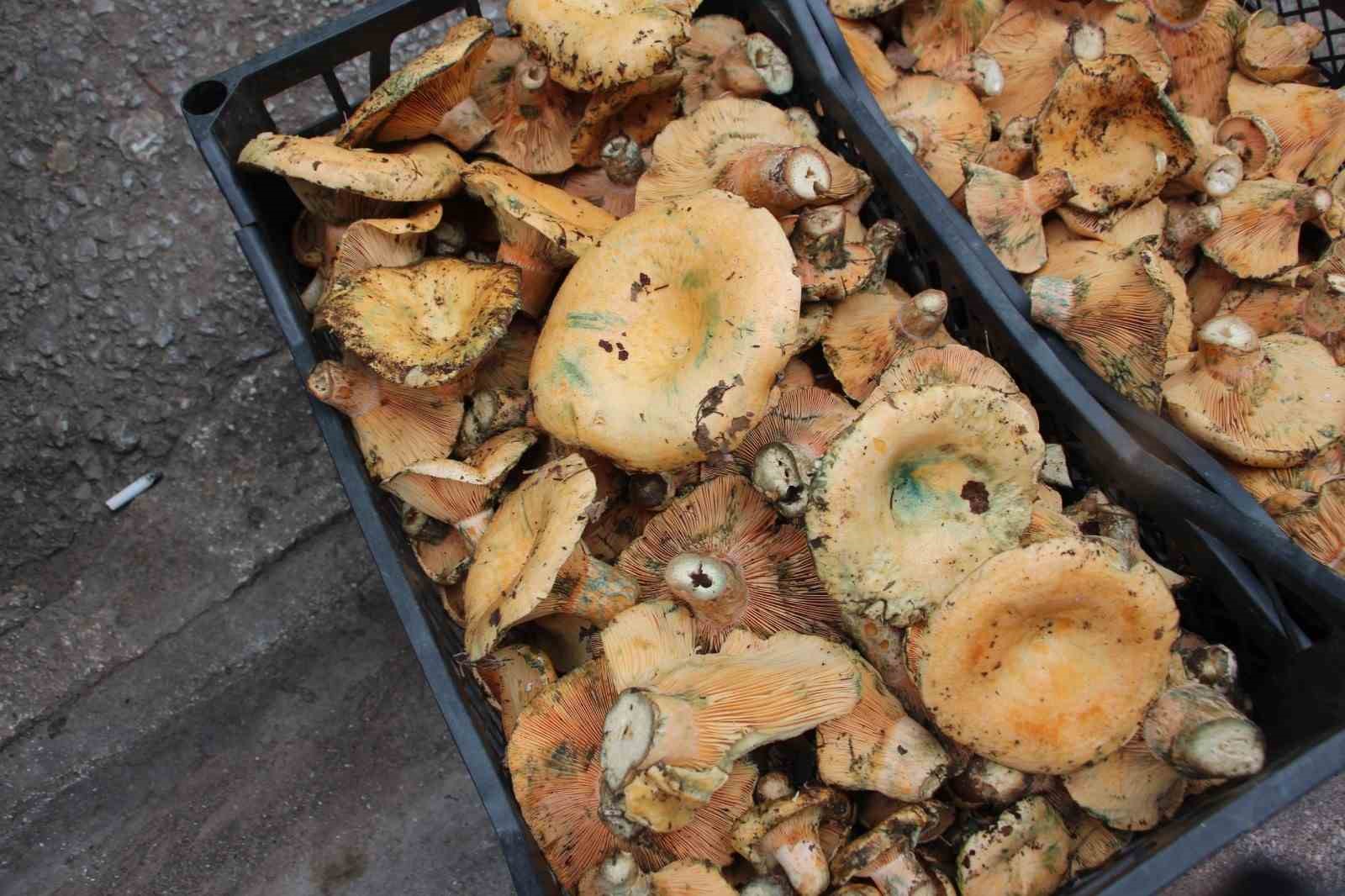 ormanda saganak yagmur altinda kendiliginden yetisiyor kilogrami 350 tlden satiliyor 3 ju6S4aDP