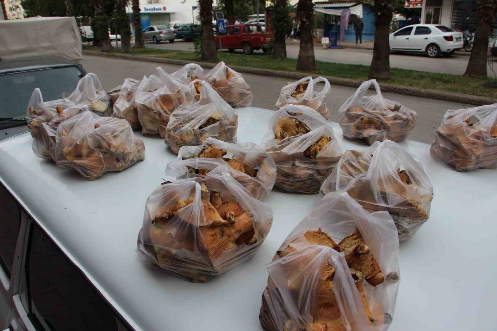 ormanda saganak yagmur altinda kendiliginden yetisiyor kilogrami 350 tlden satiliyor 4