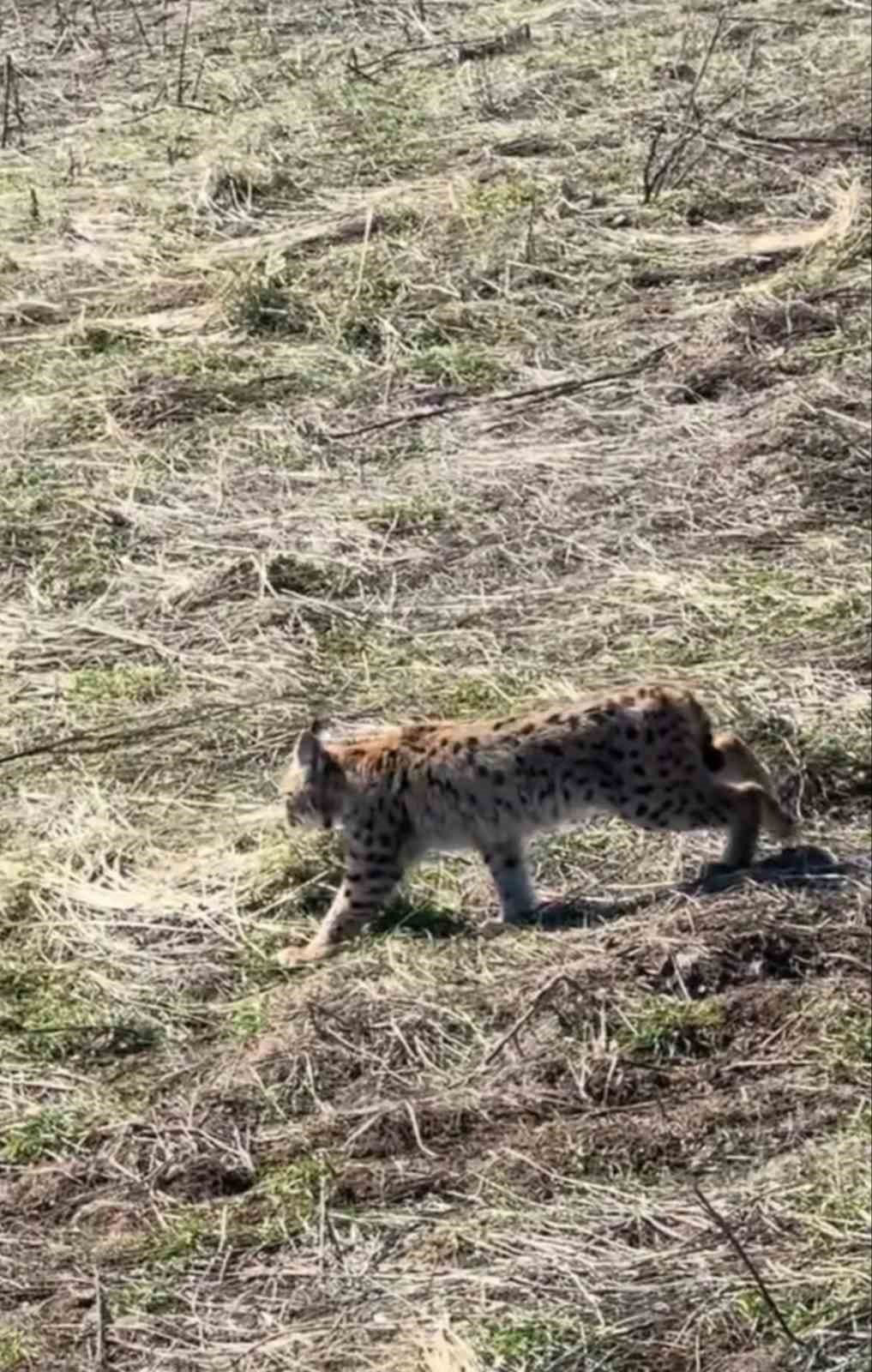 ormanin hayaleti ciglik atarken goruntulendi 1 62KYnFNW