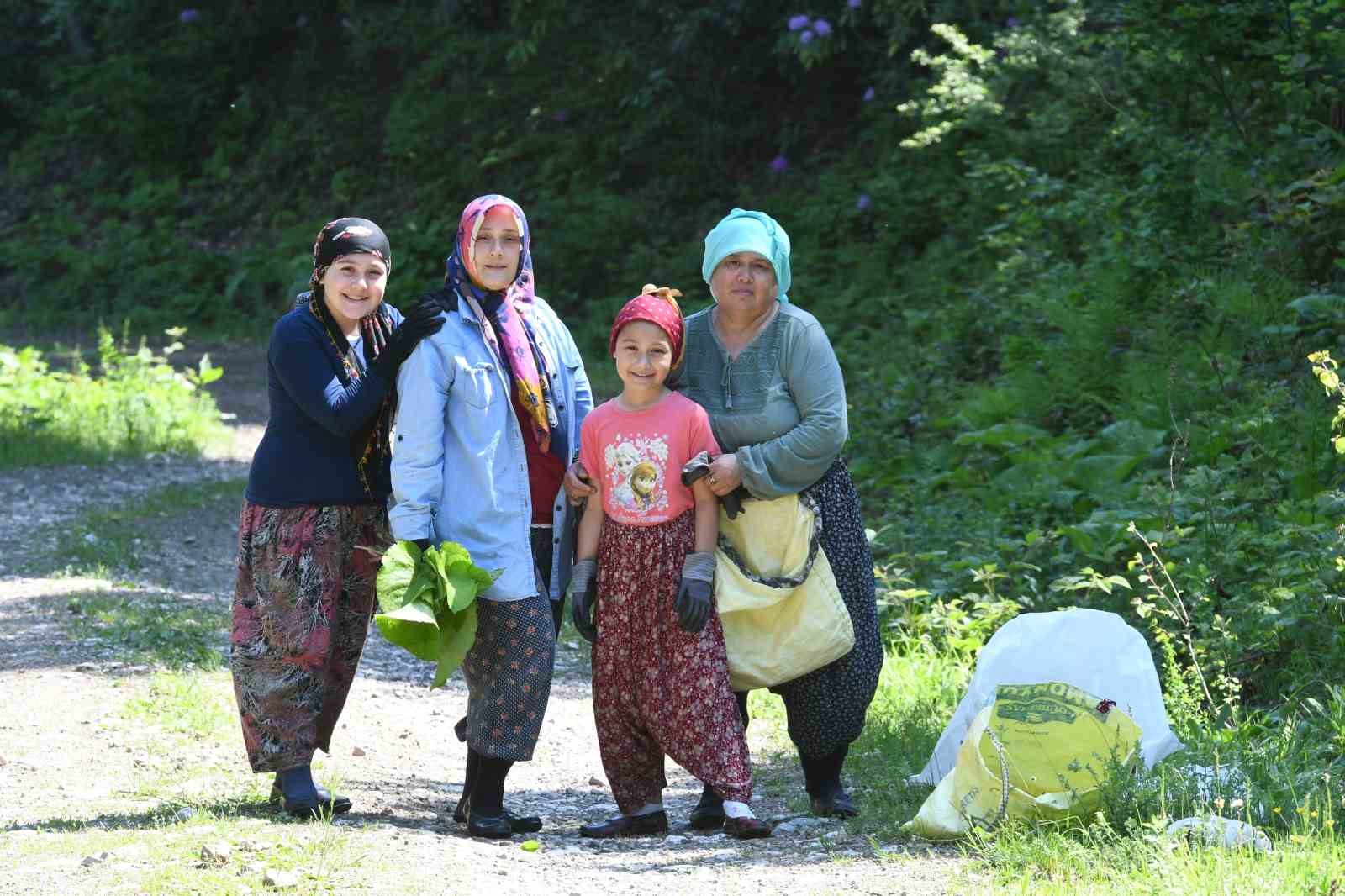ormanlarin gizli hazinesi kaldirik otu toplama mesaisi basladi 3 eJCcpBwp