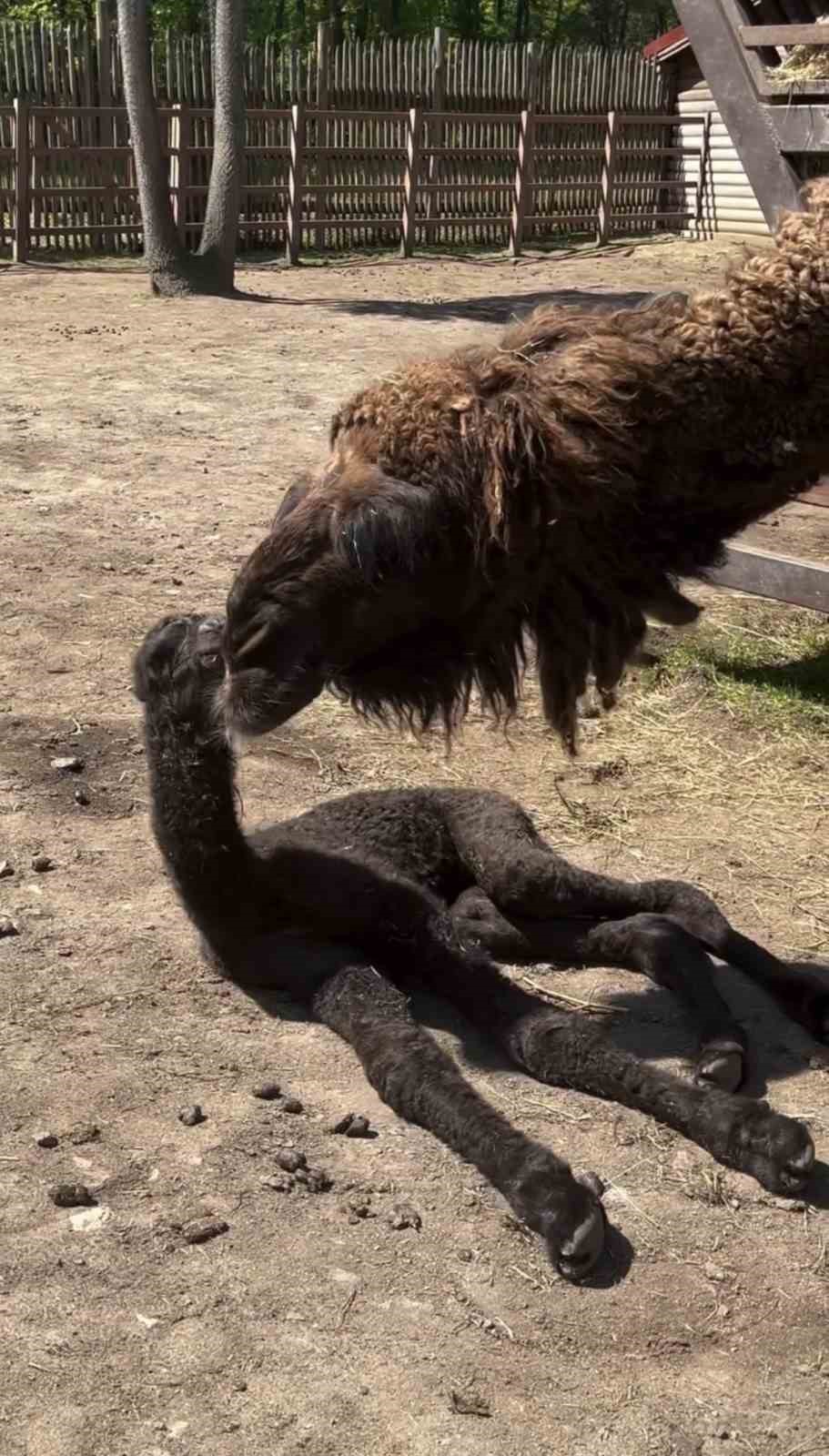 ormanyada dogan yavru deve icin renkli kutlama 0 g6ugzIl9