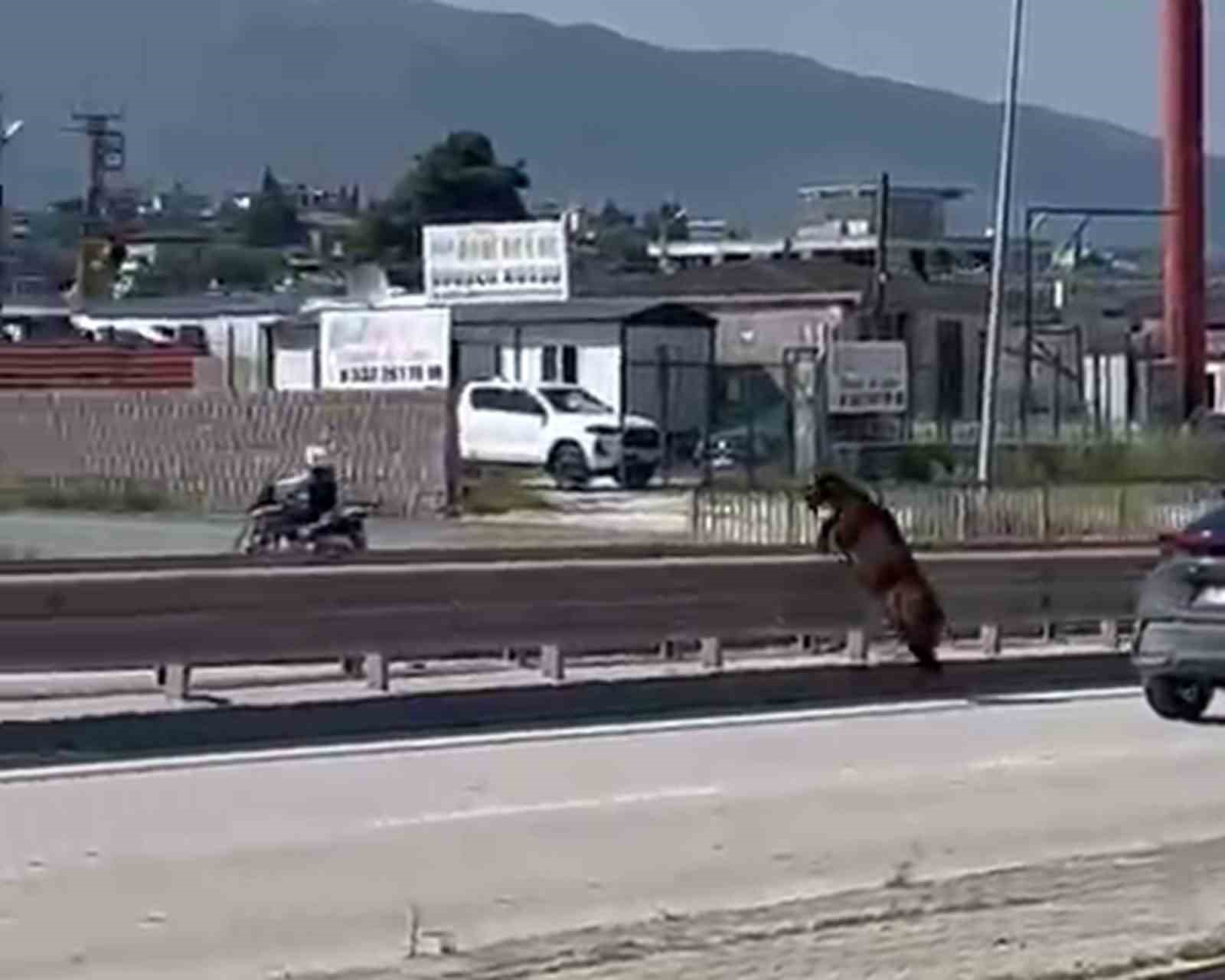 orta refujden atlayan kurbanlik keci sahibini geride birakti 0 Bvi3cSVy