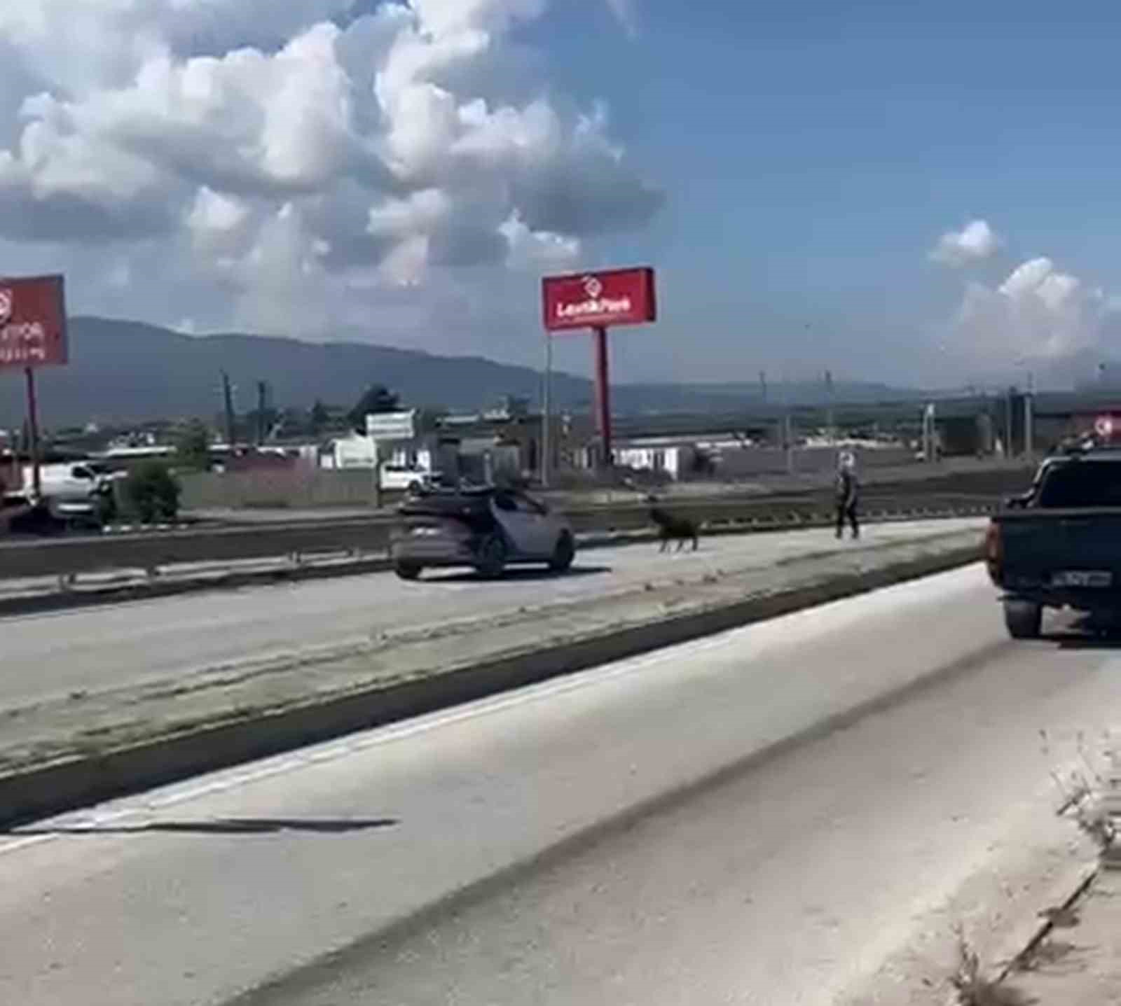 orta refujden atlayan kurbanlik keci sahibini geride birakti 2 7rLSCmXl