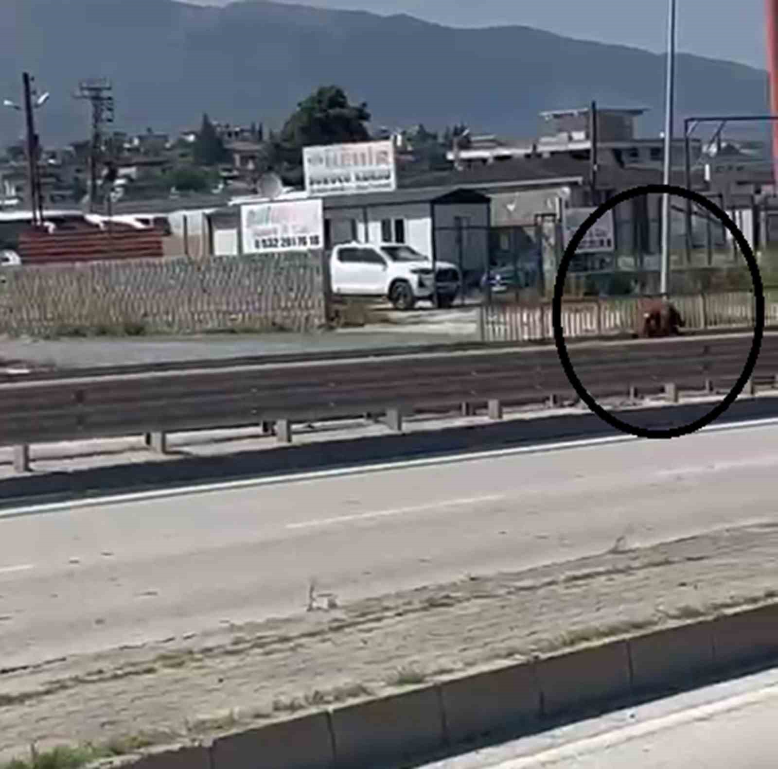 orta refujden atlayan kurbanlik keci sahibini geride birakti 3 IiVah7Bv
