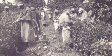 ortaya-cikan-arsiv-turk-cayinin-tarihine-isik-tutuyor-51BwFXQF.jpg