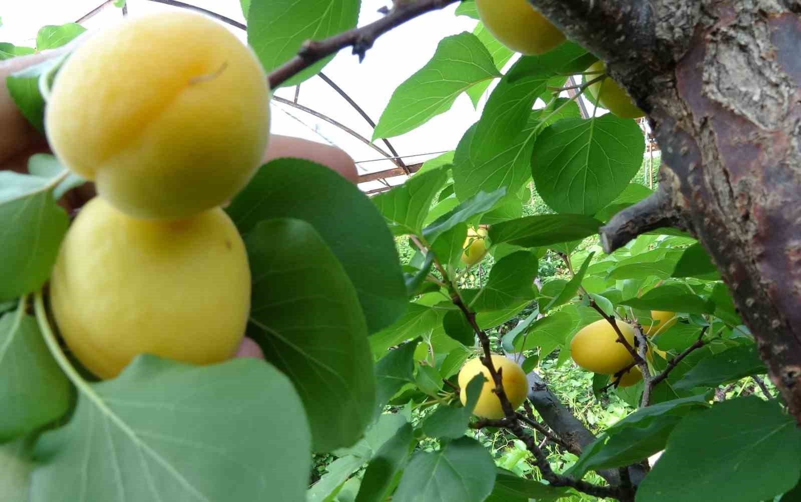ortu altinda turfanda kayisi hasadi basladi 0 K5yy2cJU