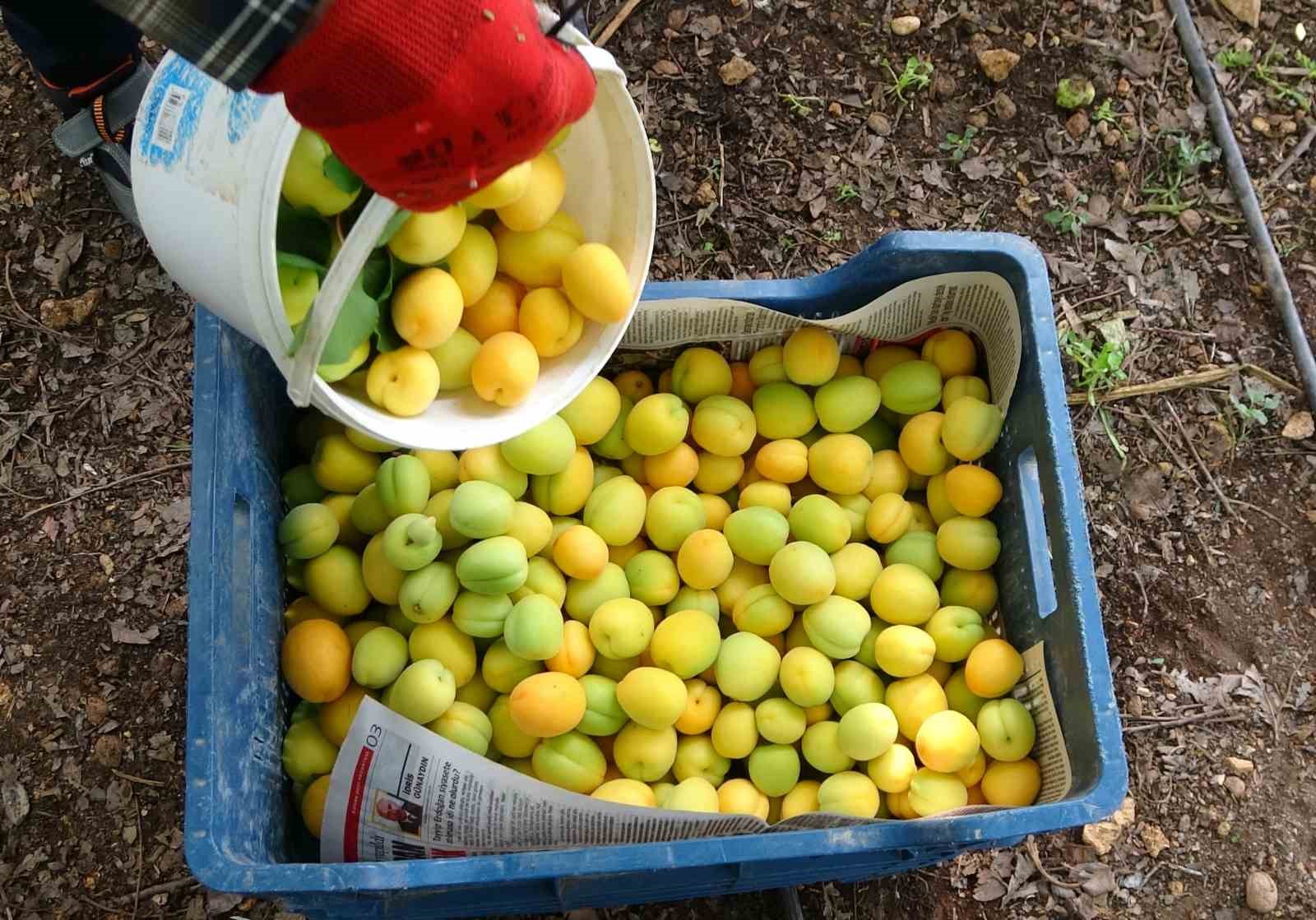 ortu altinda turfanda kayisi hasadi basladi 1 Q4BPEOZ4