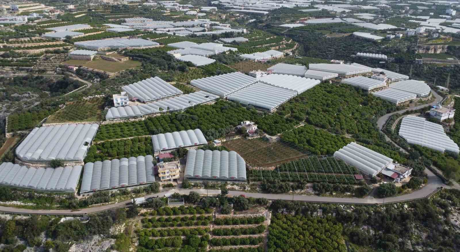 ortu altinda turfanda kayisi hasadi basladi 6
