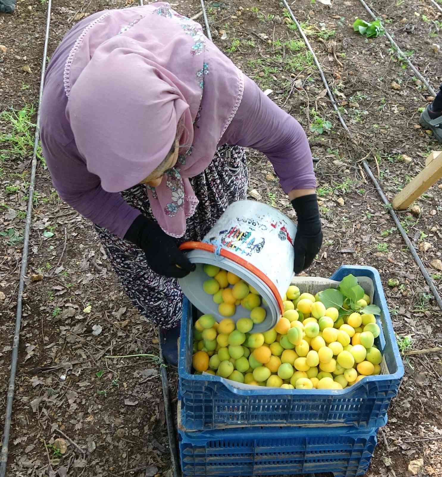 ortu altinda turfanda kayisi hasadi basladi 8 UFEw4wAZ