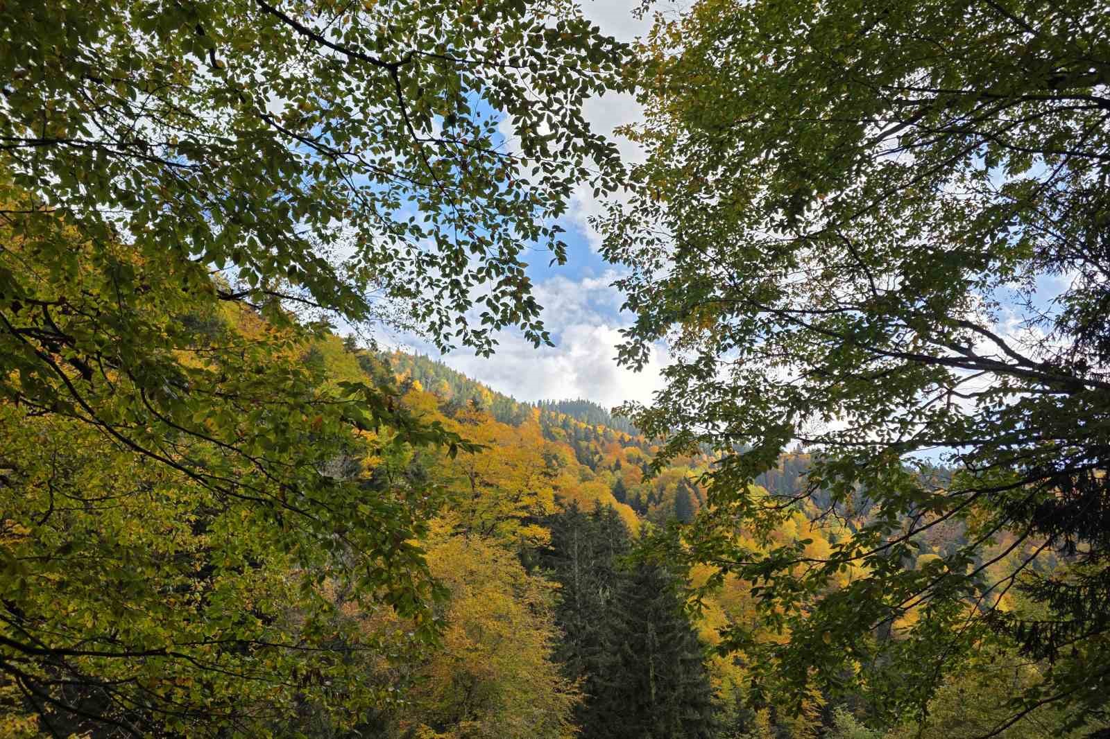 orumcek ormanlarinda renklerin muhtesem dansi 6 P3dmNrIl