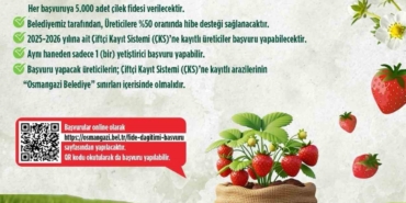 osmangazi-belediyesi-yuzde-50-hibeli-cilek-fidesi-dagitacak-mXIhCQrc.jpg