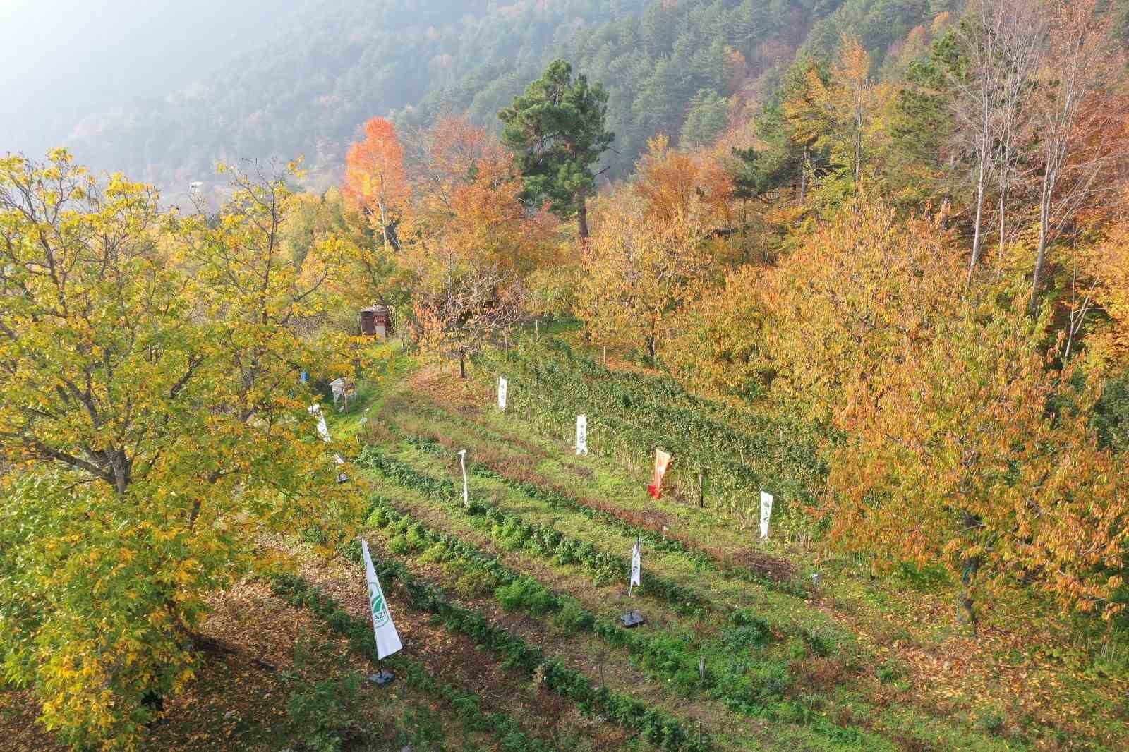osmangazi belediyesinden dag koylerinde ahududu seferberligi hedef 100 donum 5 lScAAdKW
