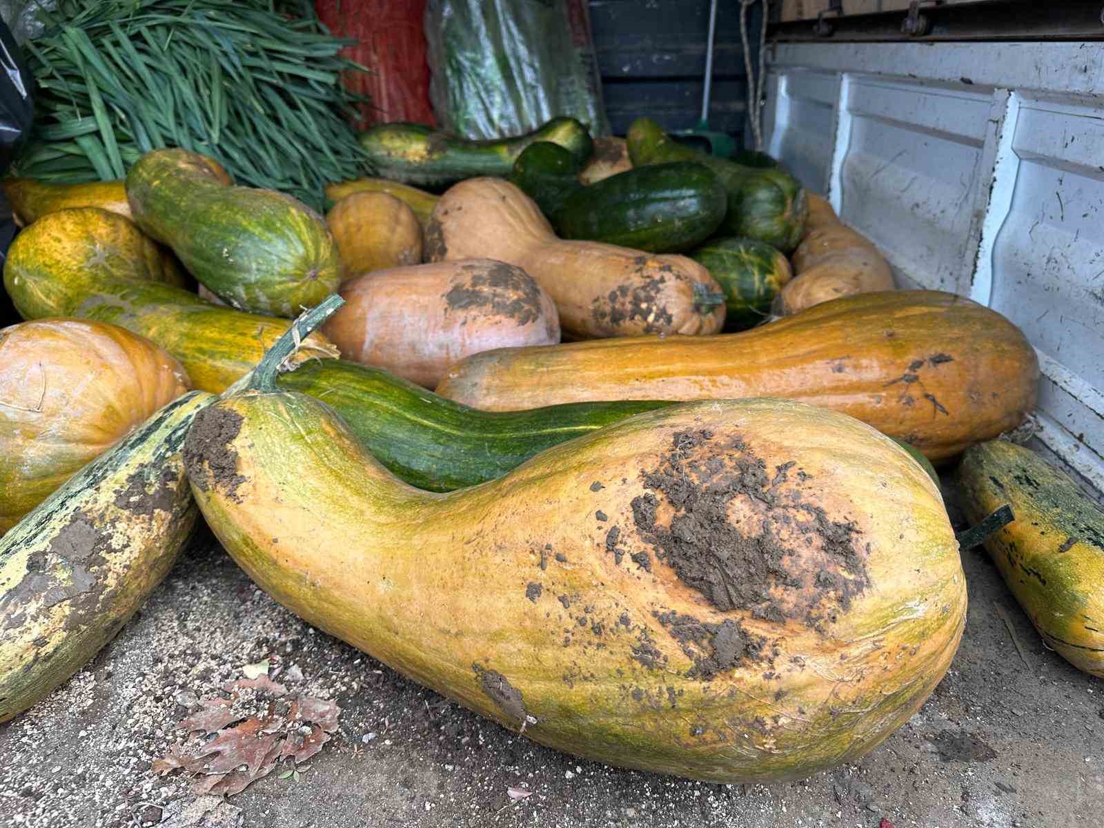osmangazide 30 kilogramlik kibris bal kabagi yetistirildi 0 bZumZAST