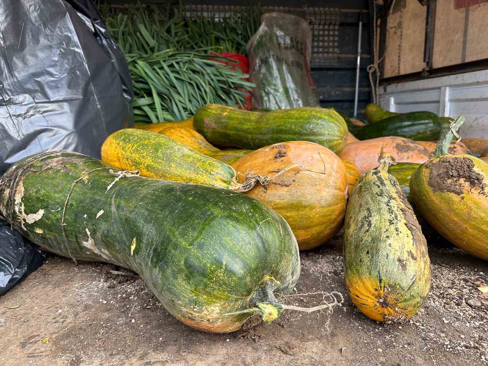 osmangazide 30 kilogramlik kibris bal kabagi yetistirildi 1 jEEpE15Z