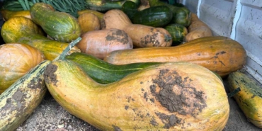osmangazide-30-kilogramlik-kibris-bal-kabagi-yetistirildi-XfGhXCzm.jpg
