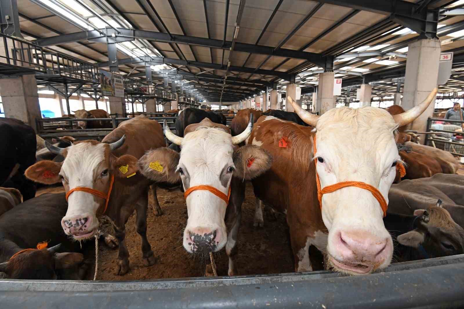 osmangazide kurban satis ve kesim alanlari hizmete hazir 3 XSSNGmVj