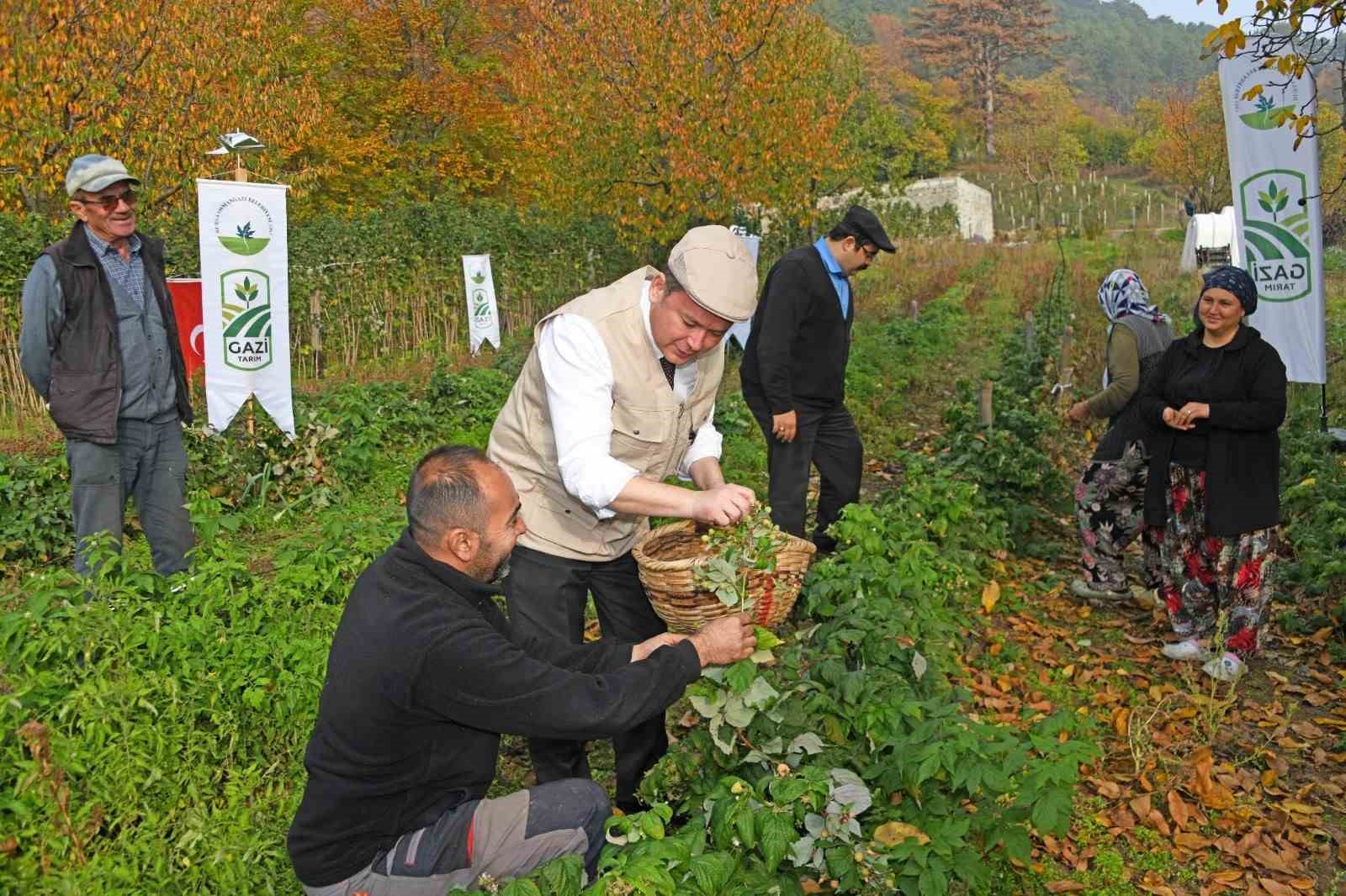 osmangazide uzumsu meyvelerde organik tarim seferberligi 0 JySatNWw
