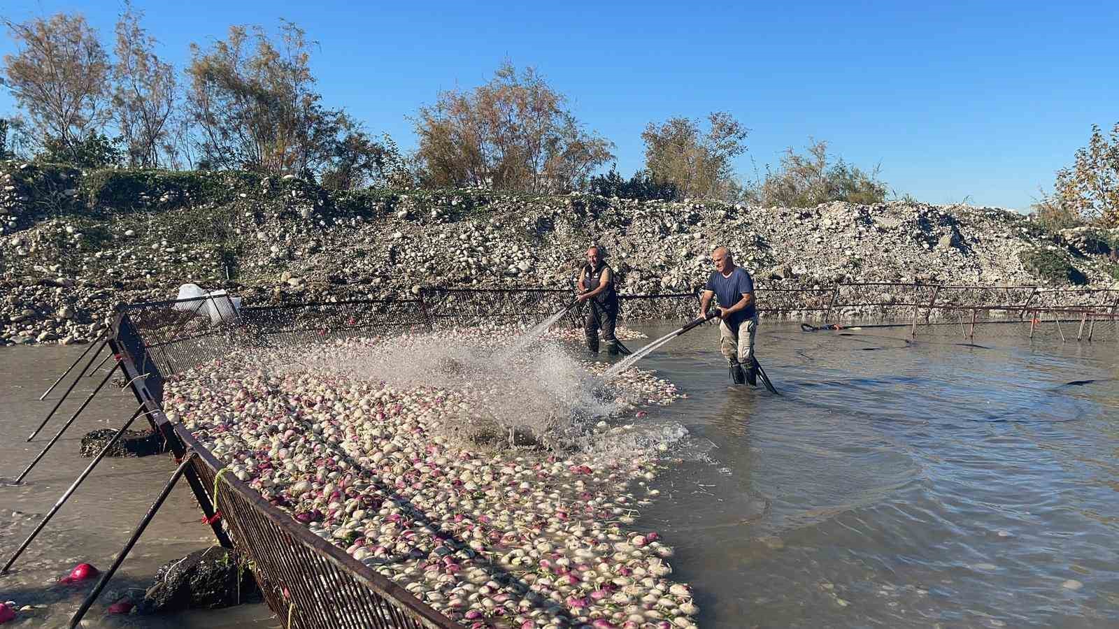 osmaniye kadirlide turp mesaisi soguk suda ekmek mucadelesi 5 imfE4pfP