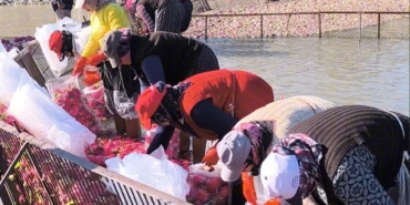 osmaniye-kadirlide-turp-mesaisi-soguk-suda-ekmek-mucadelesi-KrYtlXhp.jpg