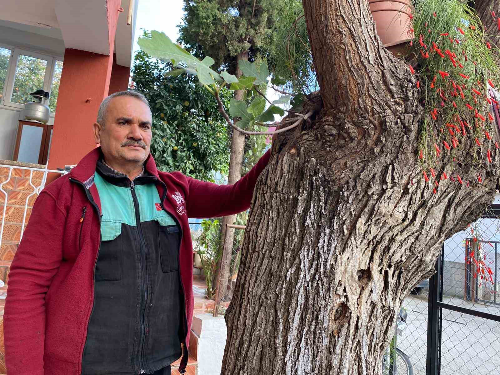 osmaniyede dut govdesinden incir cikti dut agacinin govdesinde yetisip meyve veren incir agaci sasirtti PeQCgP7t