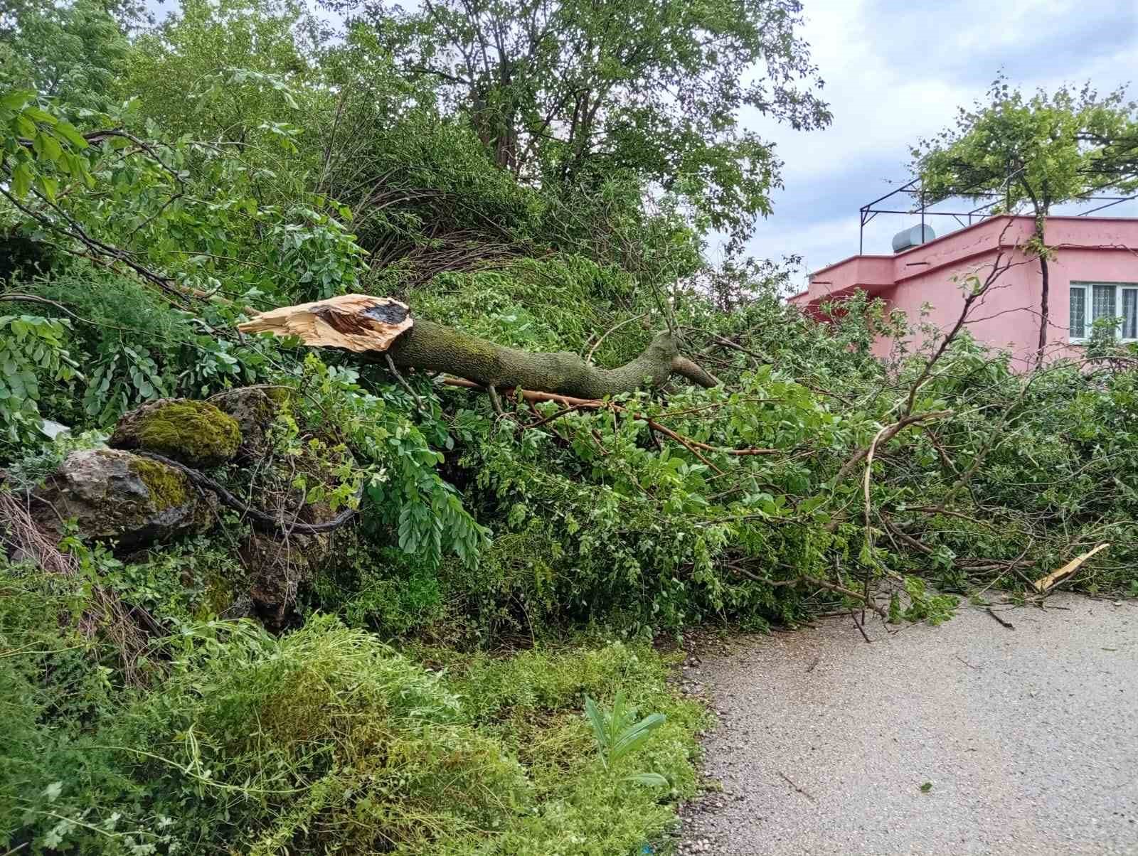 osmaniyede hortum agaclari kokunden soktu 1 pAQ1RXFI