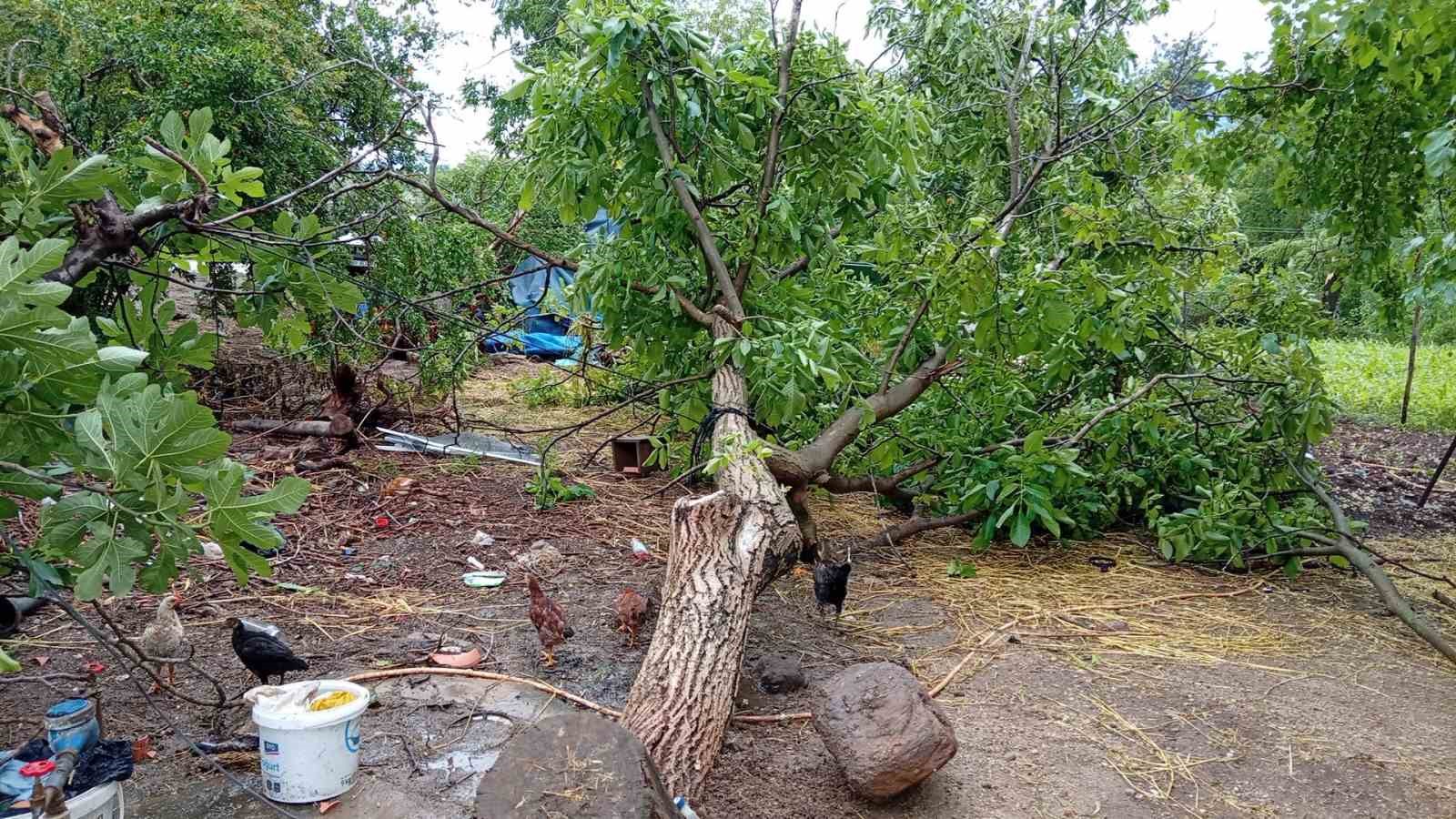 osmaniyede hortum agaclari kokunden soktu 2 U6stO6pU