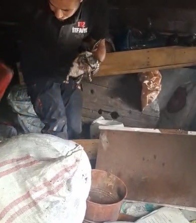 osmaniyede kiler yangininda kedi ve yavrulari kurtarildi 3 RHW8fdK1