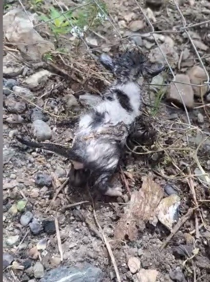 osmaniyede kiler yangininda kedi ve yavrulari kurtarildi 4 hDSClOSM
