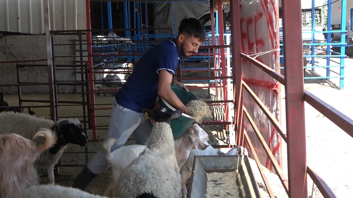 osmaniyede kulagindan boynuz cikan keci ilgi odagi oldu 2 aAn6TisS