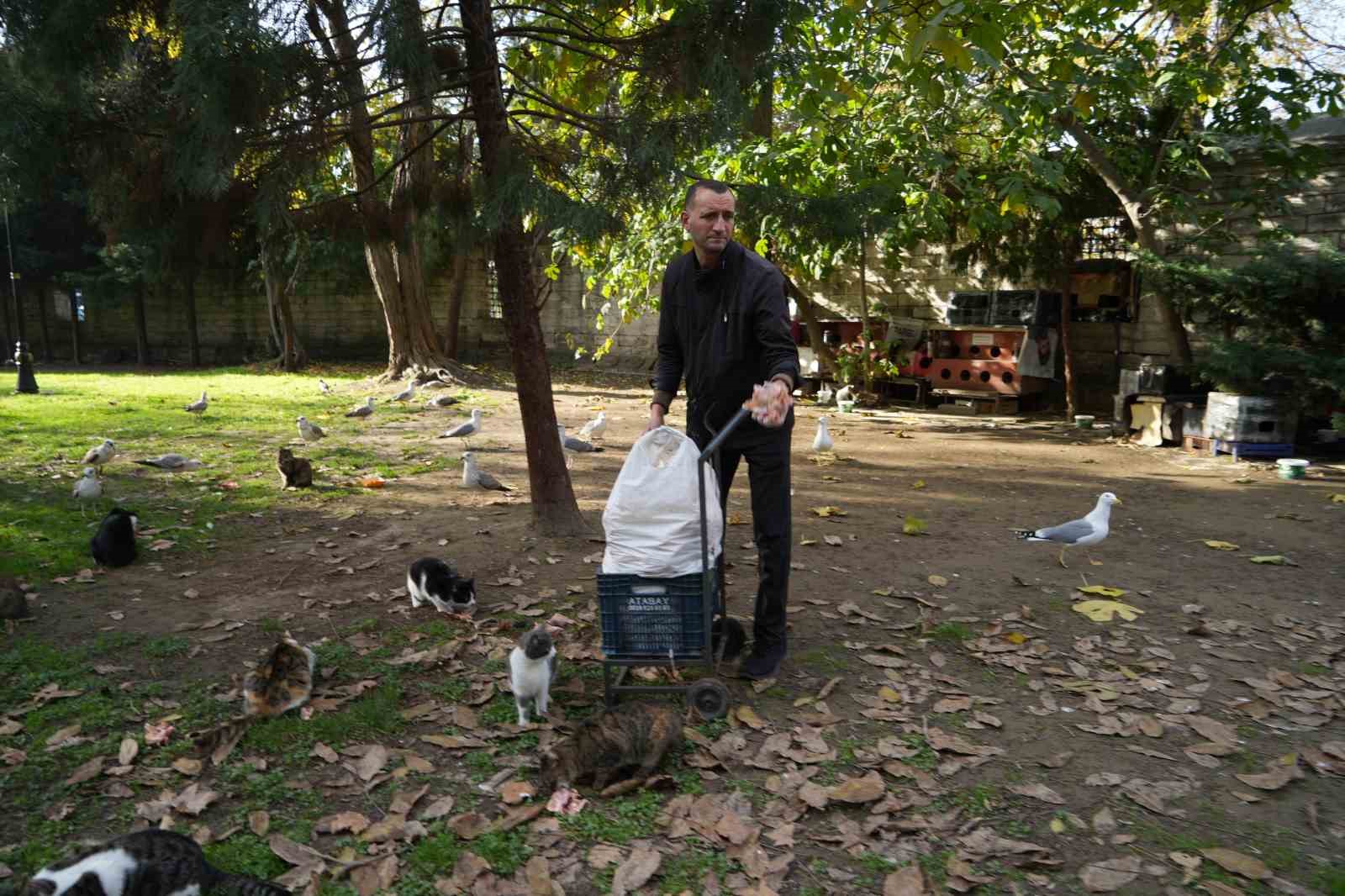 osmanlidan miras kedi sevgisi istanbulda yasatiliyor 1 FMwggzpK