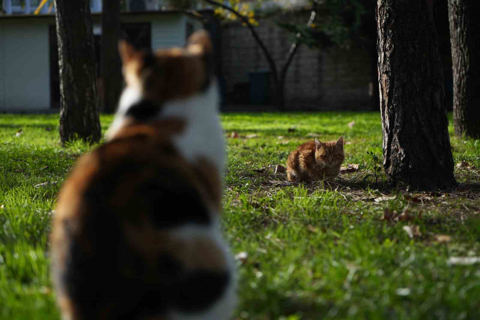 osmanlidan miras kedi sevgisi istanbulda yasatiliyor 2