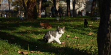 osmanlidan-miras-kedi-sevgisi-istanbulda-yasatiliyor-2uhhUw7B.jpg