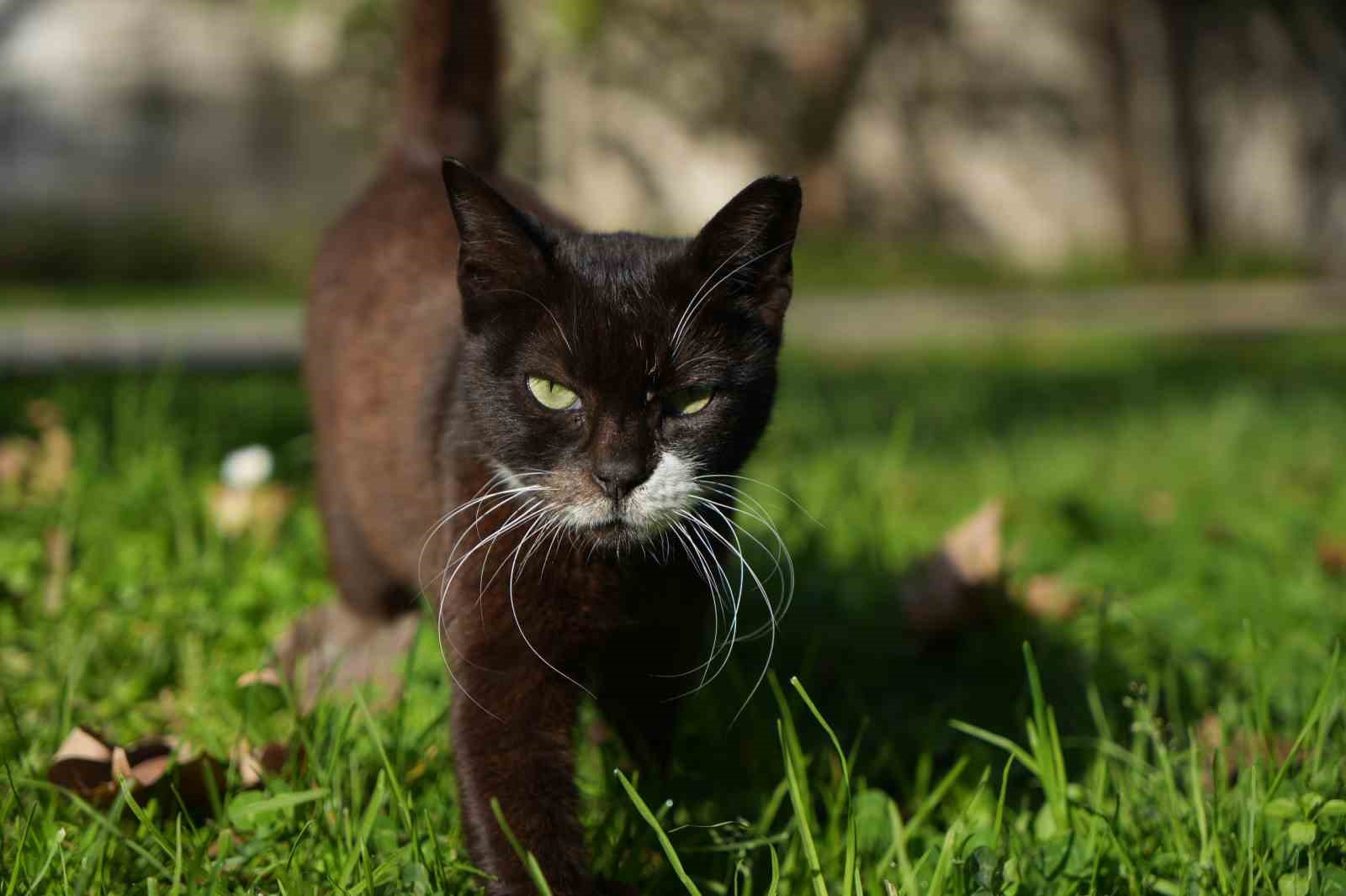 osmanlidan miras kedi sevgisi istanbulda yasatiliyor 3 v59Izelb