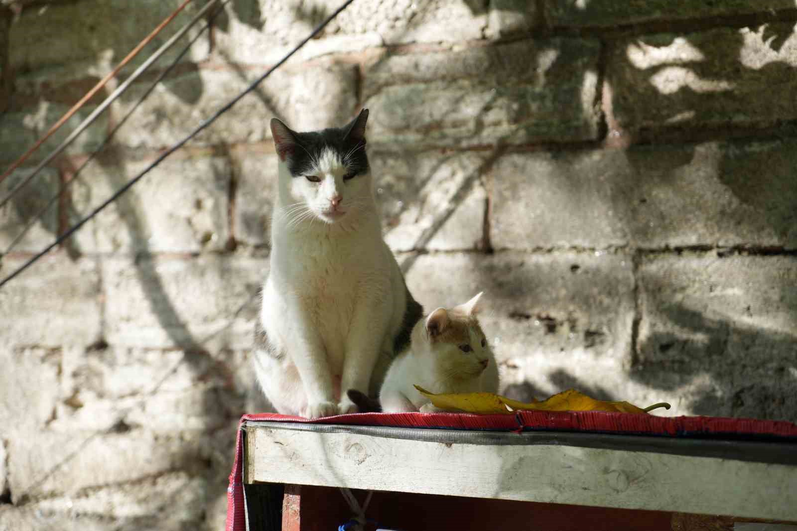 osmanlidan miras kedi sevgisi istanbulda yasatiliyor 4 rvyd7AcF