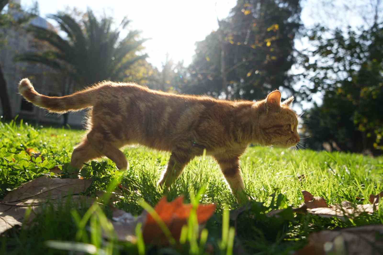 osmanlidan miras kedi sevgisi istanbulda yasatiliyor 5 rjZeZImC