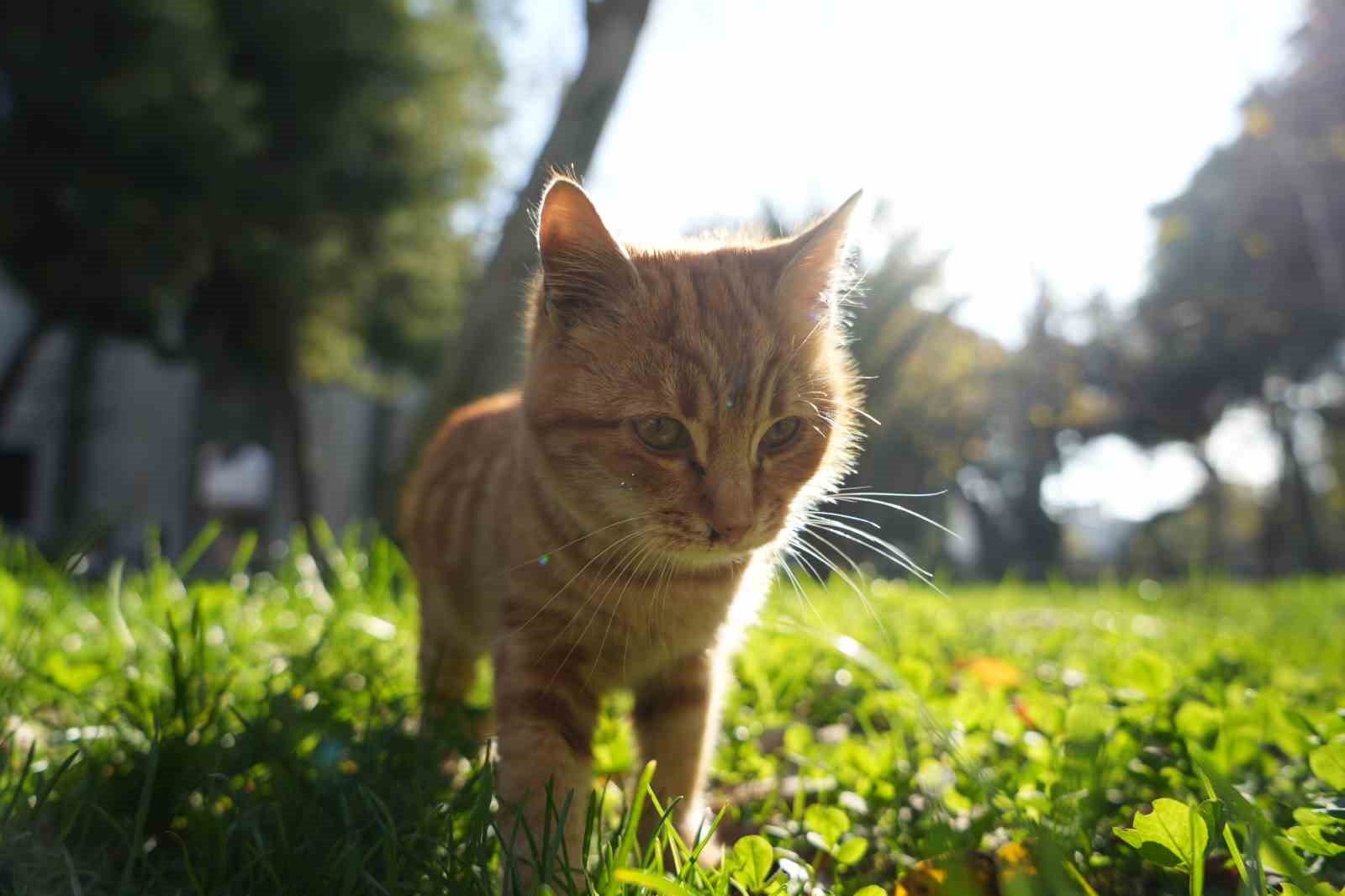 osmanlidan miras kedi sevgisi istanbulda yasatiliyor 6 HXlePdH7