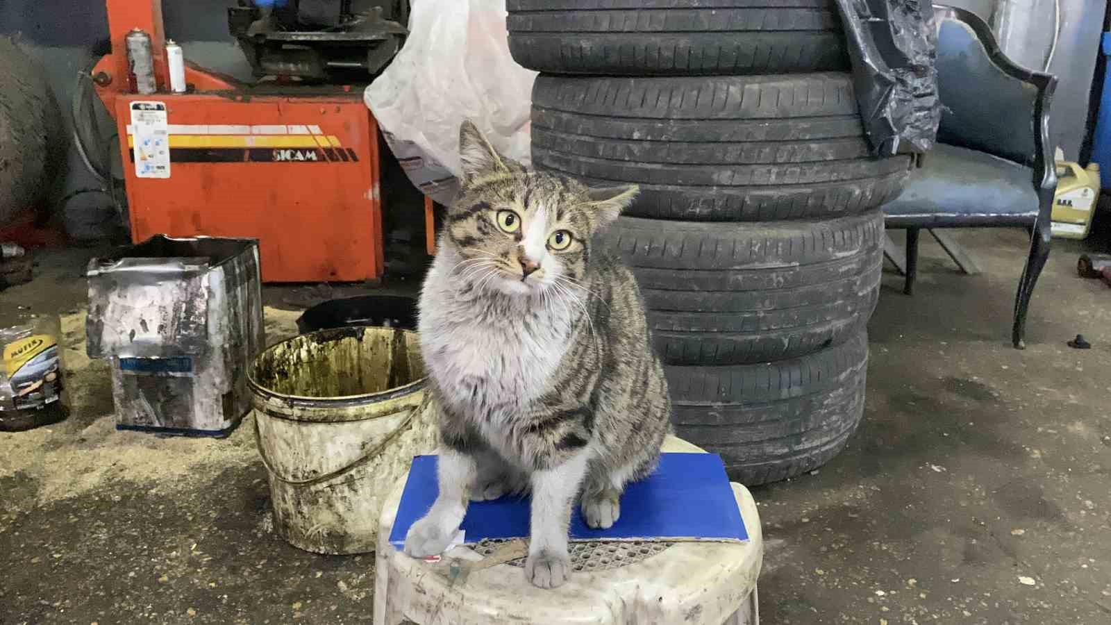 oto tamircisinin en sadik ciragi sikkidi oldu 5 QvAnBgGF
