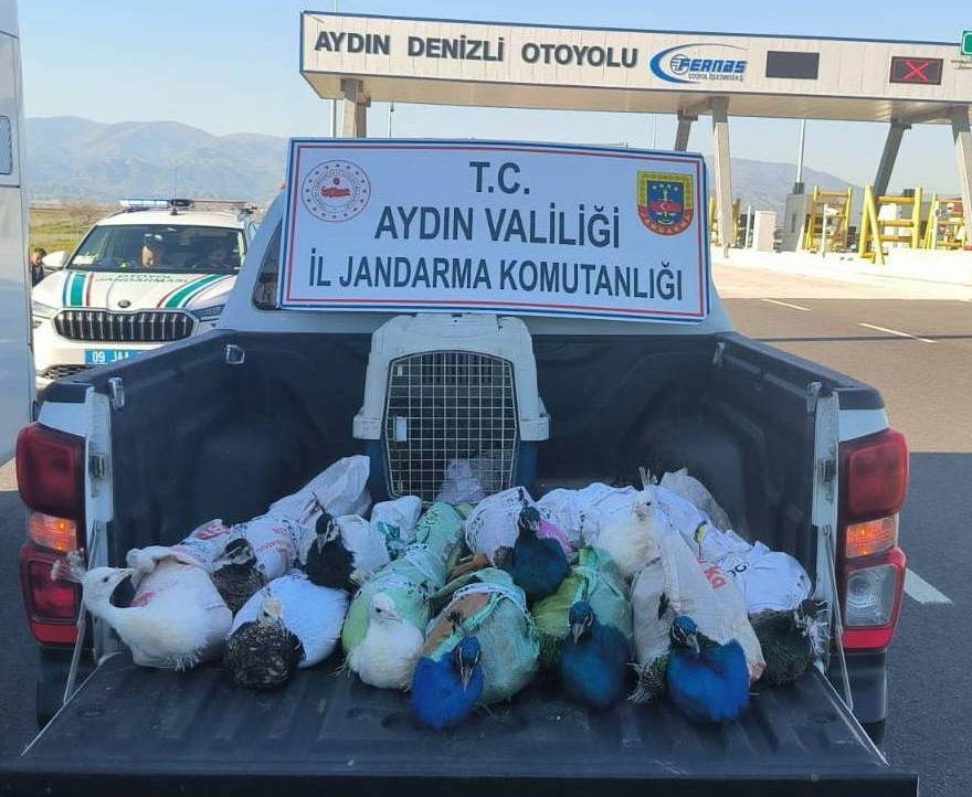 otobus bagajindan hayvanat bahcesine 1 fLbNZRZl