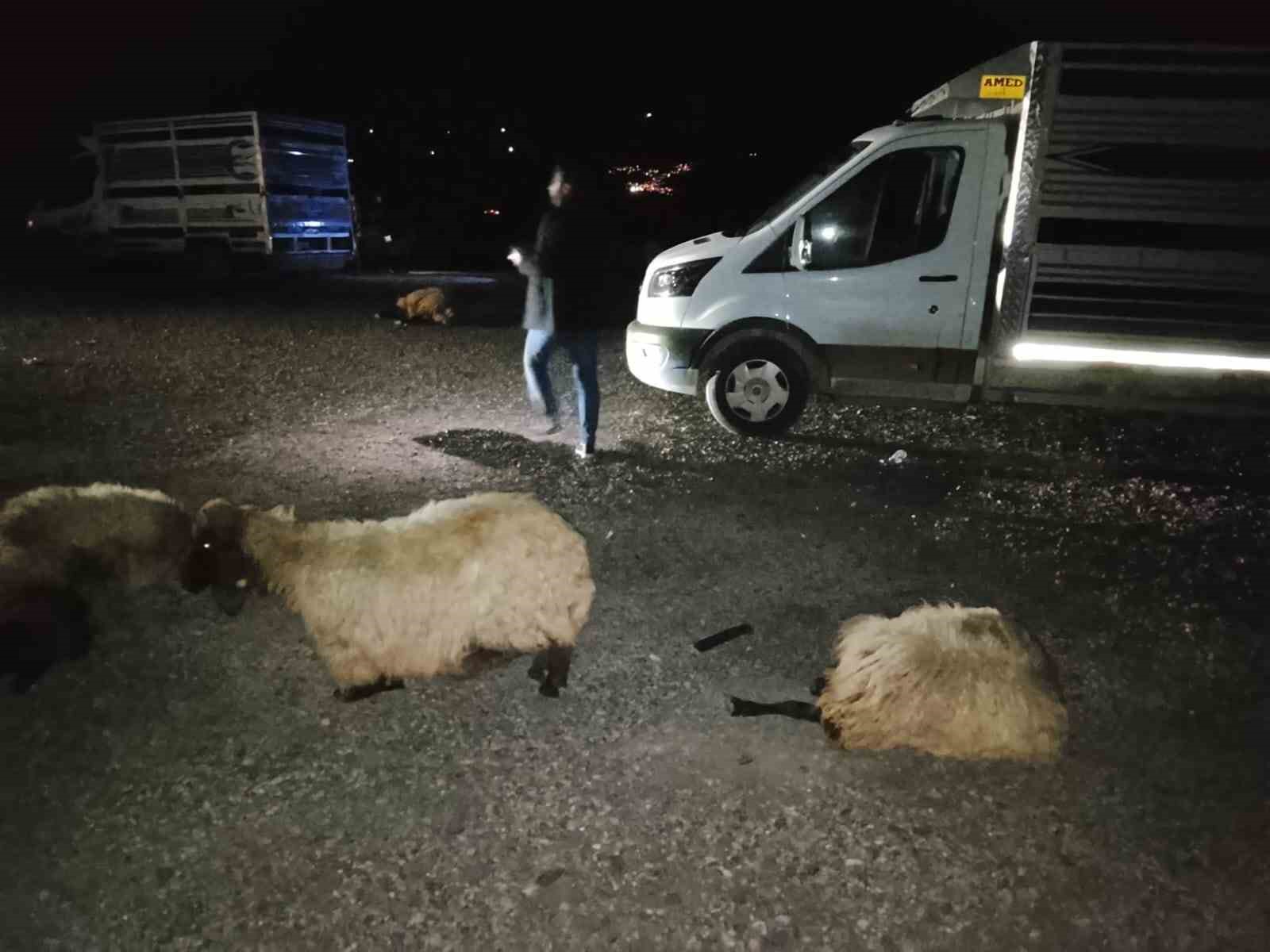 otomobil suruye carpti 8 koyun telef oldu 1 wQtQYt2c