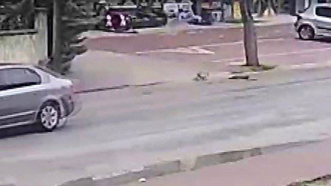 otomobilin carpmasiyla olen kedinin yavrusu basindan ayrilmadi 3 fYZG72ee