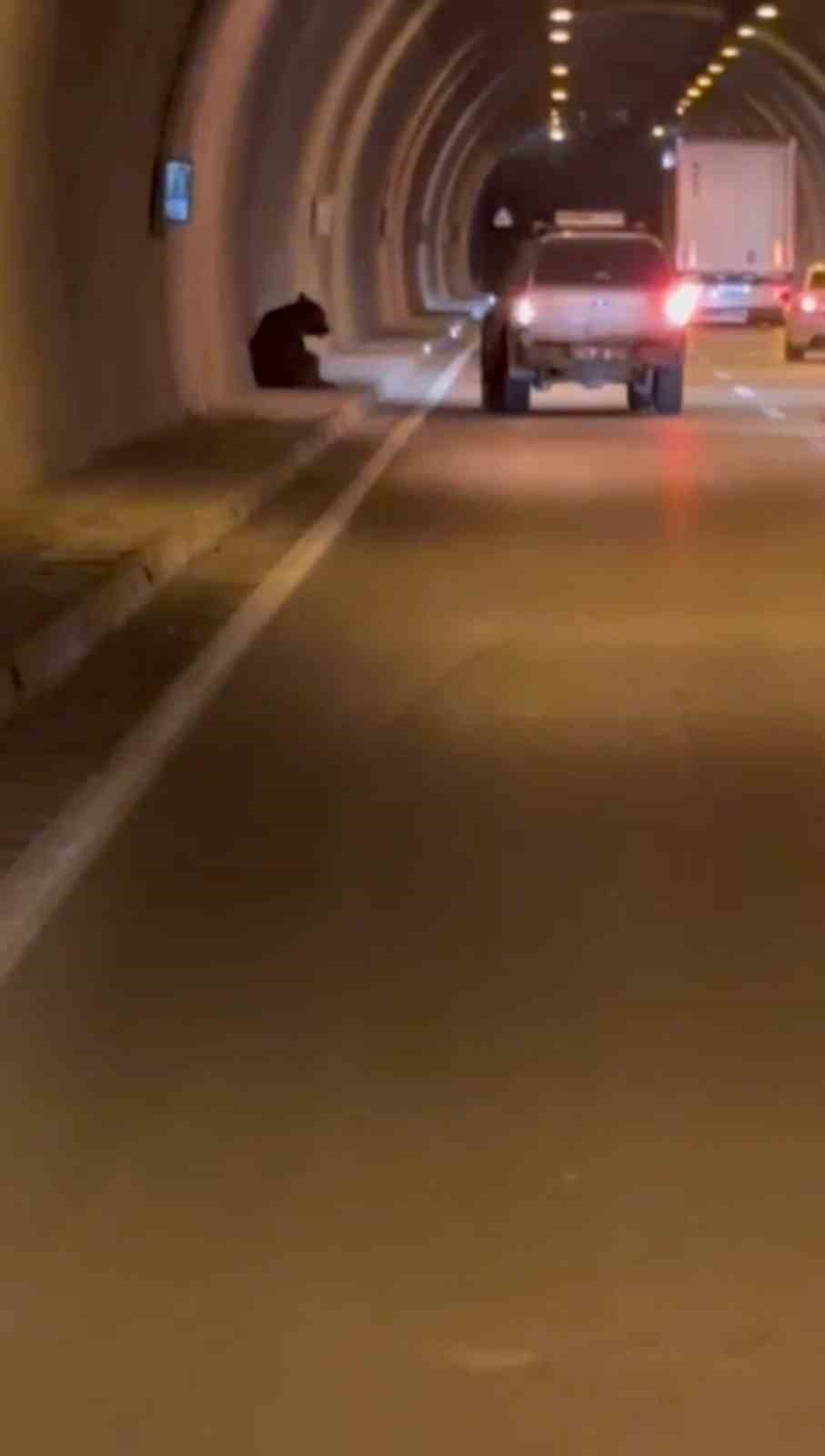 otomobilin carptigi ayi yaralandi 2 s9YNY6Sn