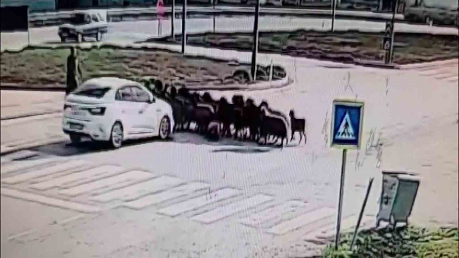 otomobilin koyun surusunun arasina daldigi anlar kamerada 0 qvPg1VLy